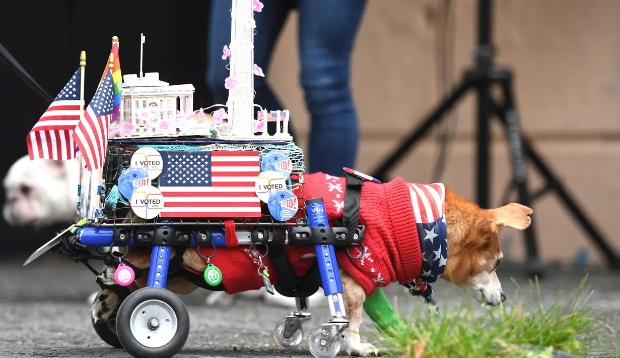 Seekor anjing dalam kostum terlihat selama Parade Tompkins Square Halloween Dog di New York, 27 Oktober 2018. Ini bukan parade biasa, karena para pesertanya adalah ratusan anjing dengan beragam kostum lucu. (TIMOTHY A. CLARY / AFP)
