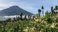 Tanaman cengkih dengan latar belakang pemandangan alam Gunung Sindoro dan Sumbing di Desa Wisata Kampung Mbako. (Liputan6.com/ Istimewa)