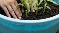 Perbandingan Tanam Kangkung di Tanah vs Hidroponik: Mana yang Lebih Cepat Panen?