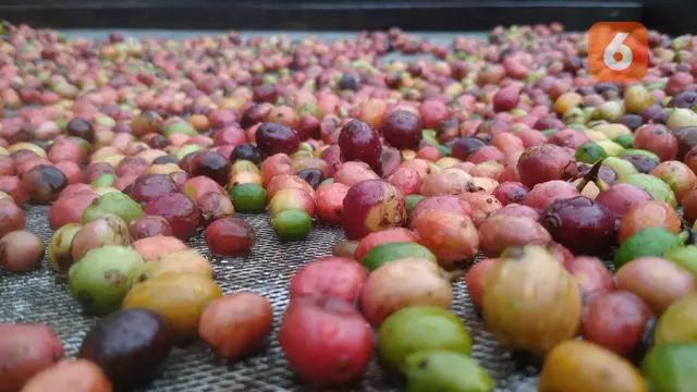 Biji kopi gelndongan dari petani (Hermawan Arifianto/Liputan6.com)
