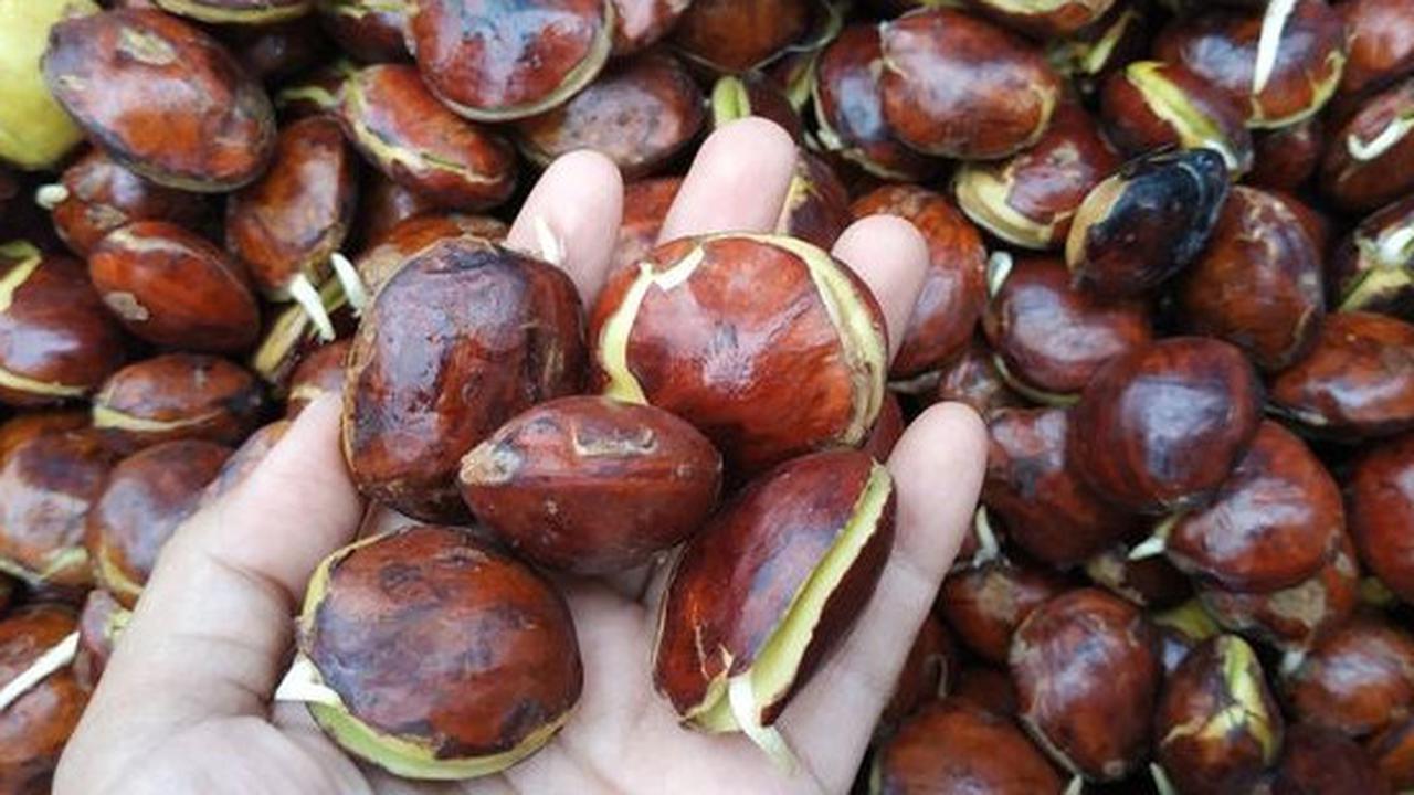 Jengkol