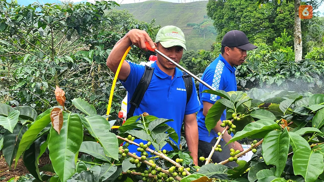 Revitalisasi Kebun Kopi Cikoneng, Target Tingkatkan Produktvitas hingga 120 Persen dan Sejahterakan Petani