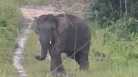 Pemerintah Terbitkan Inpres Penyelamatan Gajah Sumatra dan Kalimantan