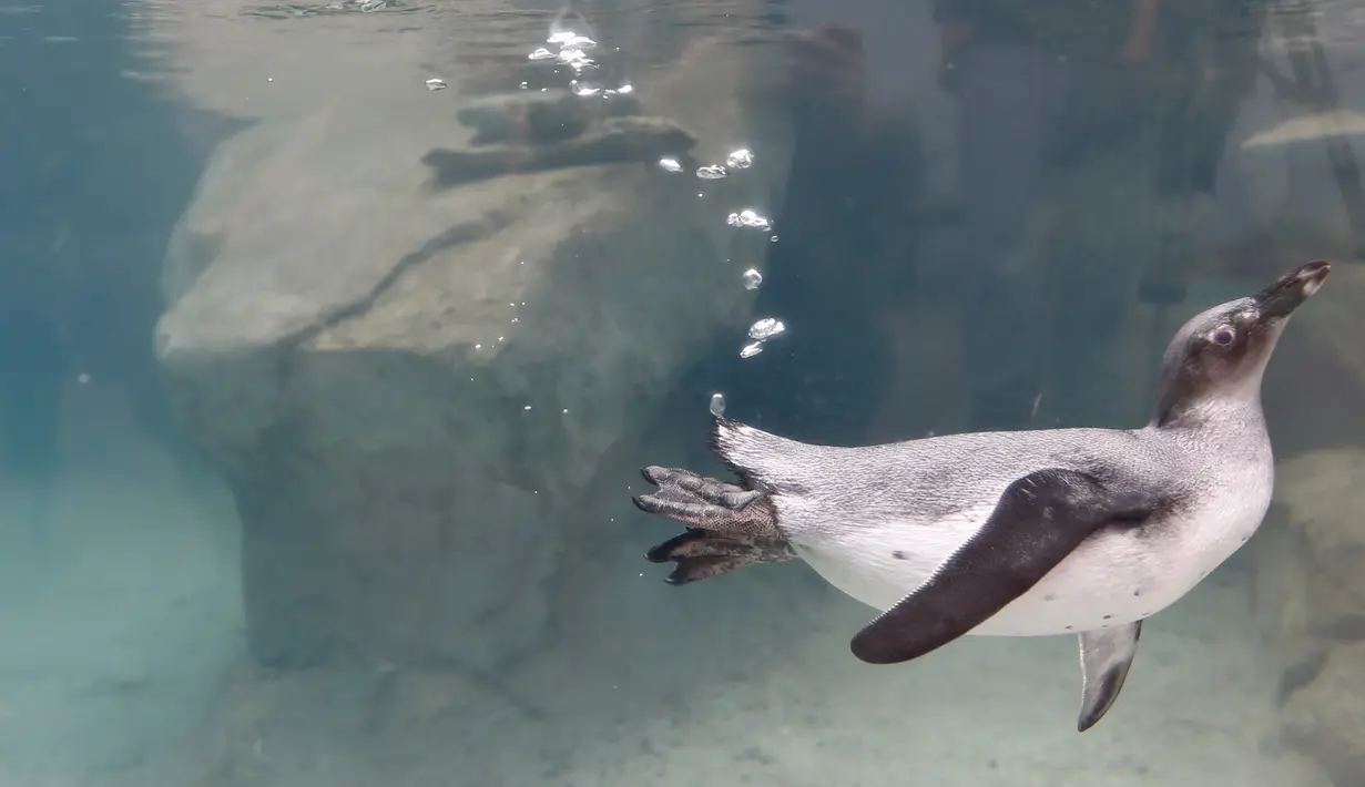 Seekor penguin Afrika  berenang di habitat penguin di National Aviary, Pittsburgh, 12 April 2018. Penguin Afrika adalah spesies yang terancam punah, dengan kurang dari 25.000 pasang yang tersisa di alam liar. (AP Photo/Keith Srakocic)