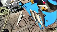 Sebuah video kampanye kesadaran oleh Greenpeace International menyingkapkan sisi kelam kegiatan penangkapan ikan tuna. 