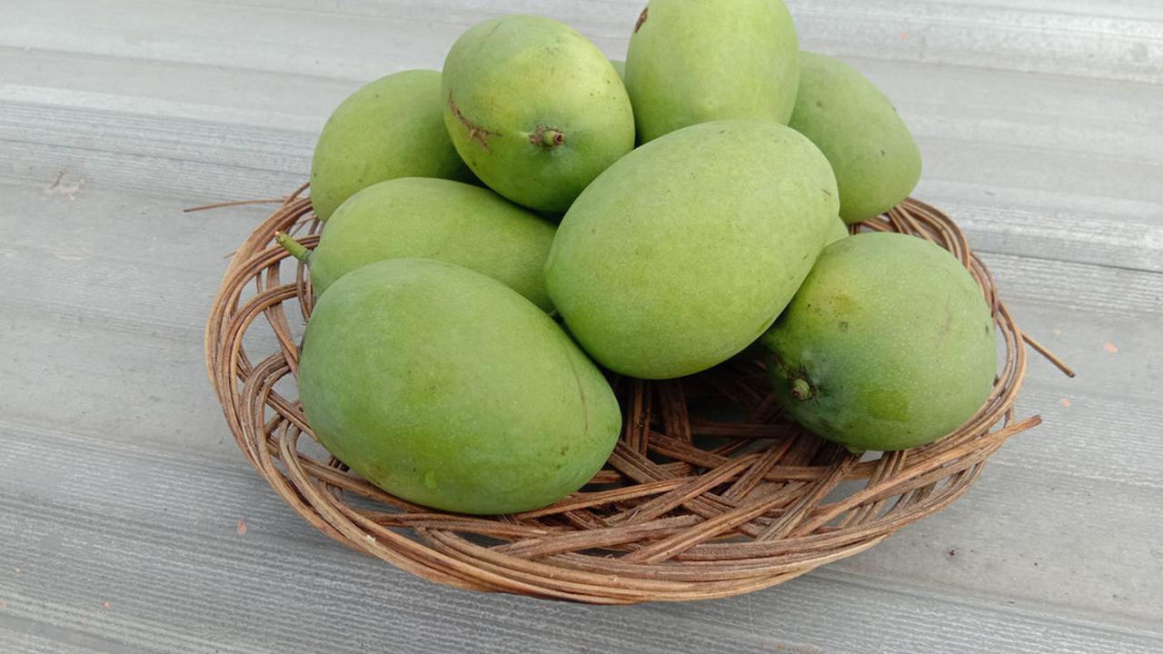 Sering Makan Mangga Muda? Ini Berbagai Manfaat yang Bisa Didapatkan