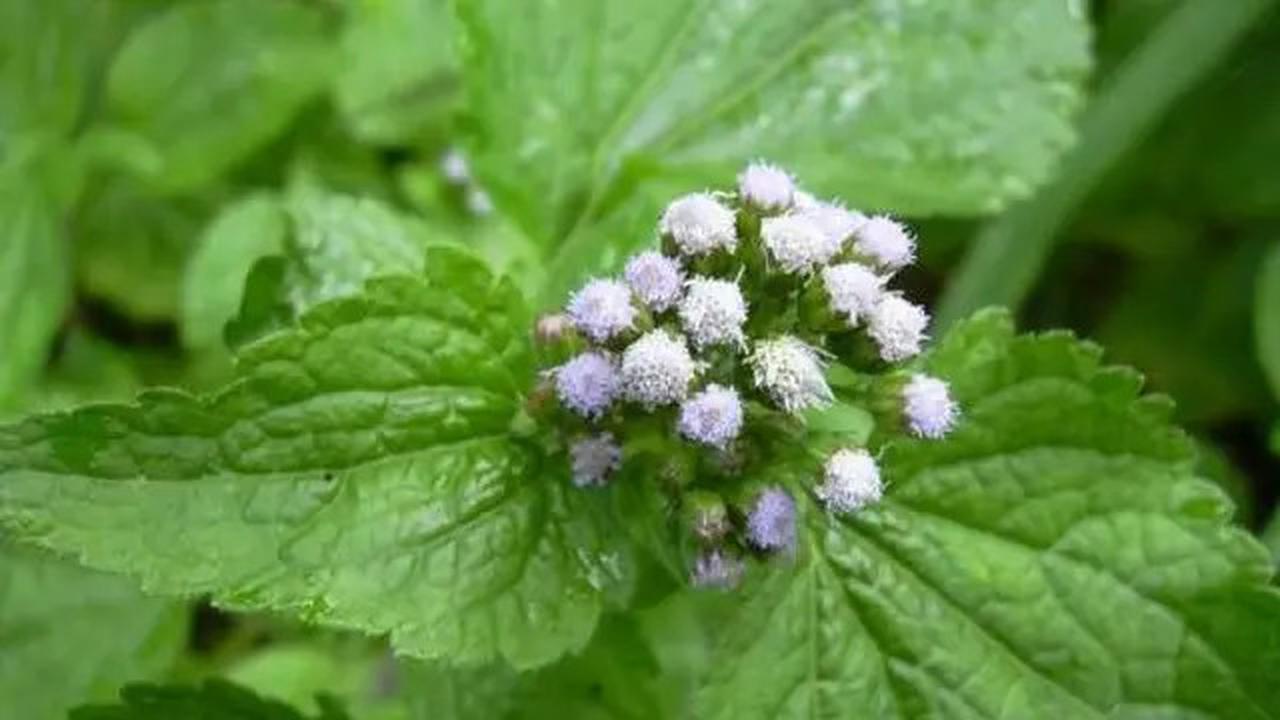 Menurut Pakar, ini Manfaat Daun Bandotan untuk Atasi Masalah Rematik