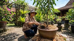 6 Cara Menjaga Akar Tabulampot Tetap Sejuk Saat Musim Kemarau, Sehat Optimal Setiap Saat