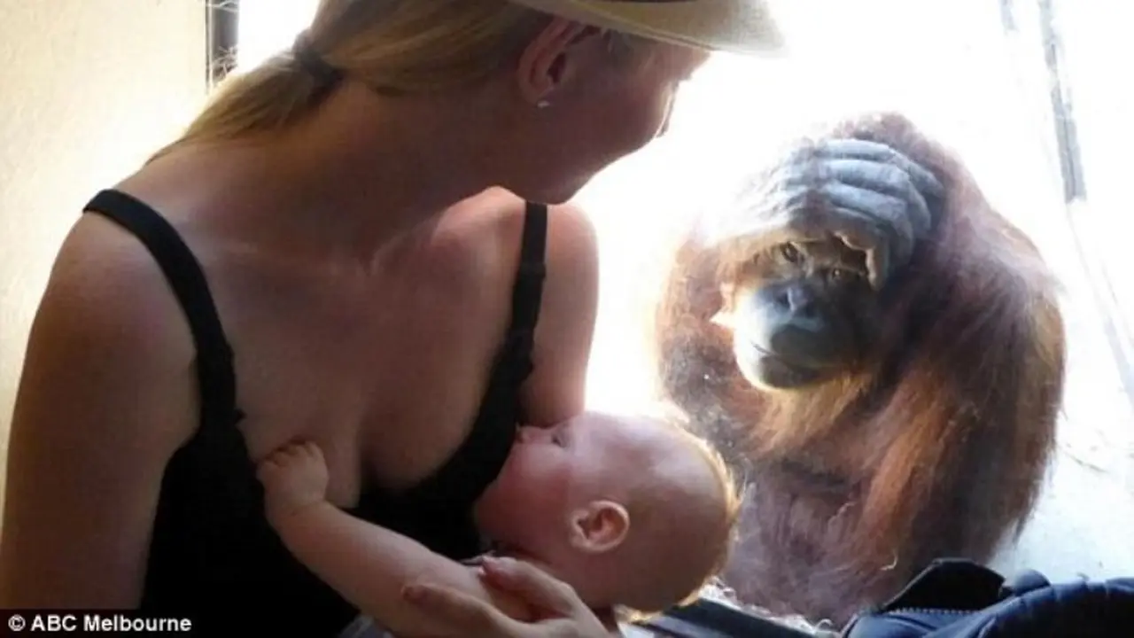 Ibu menyusui dan orangutan