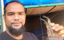 ASN Aceh Barat Sukses Kembangkan Budidaya Lobster Air Tawar, Solusi Ekonomi Menjanjikan