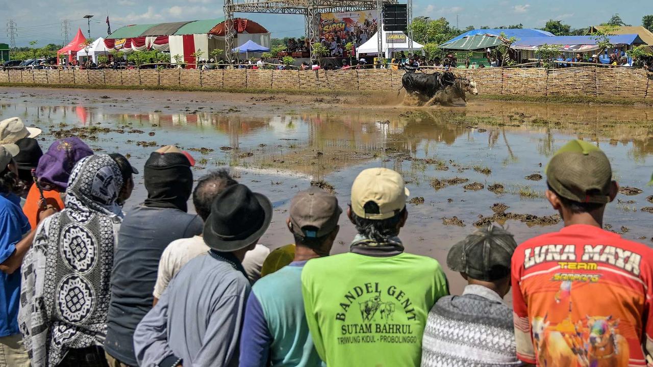 FOTO: Festival Sapeh Brujul  Tampilkan Karapan Sapi di Sawah Berlumpur