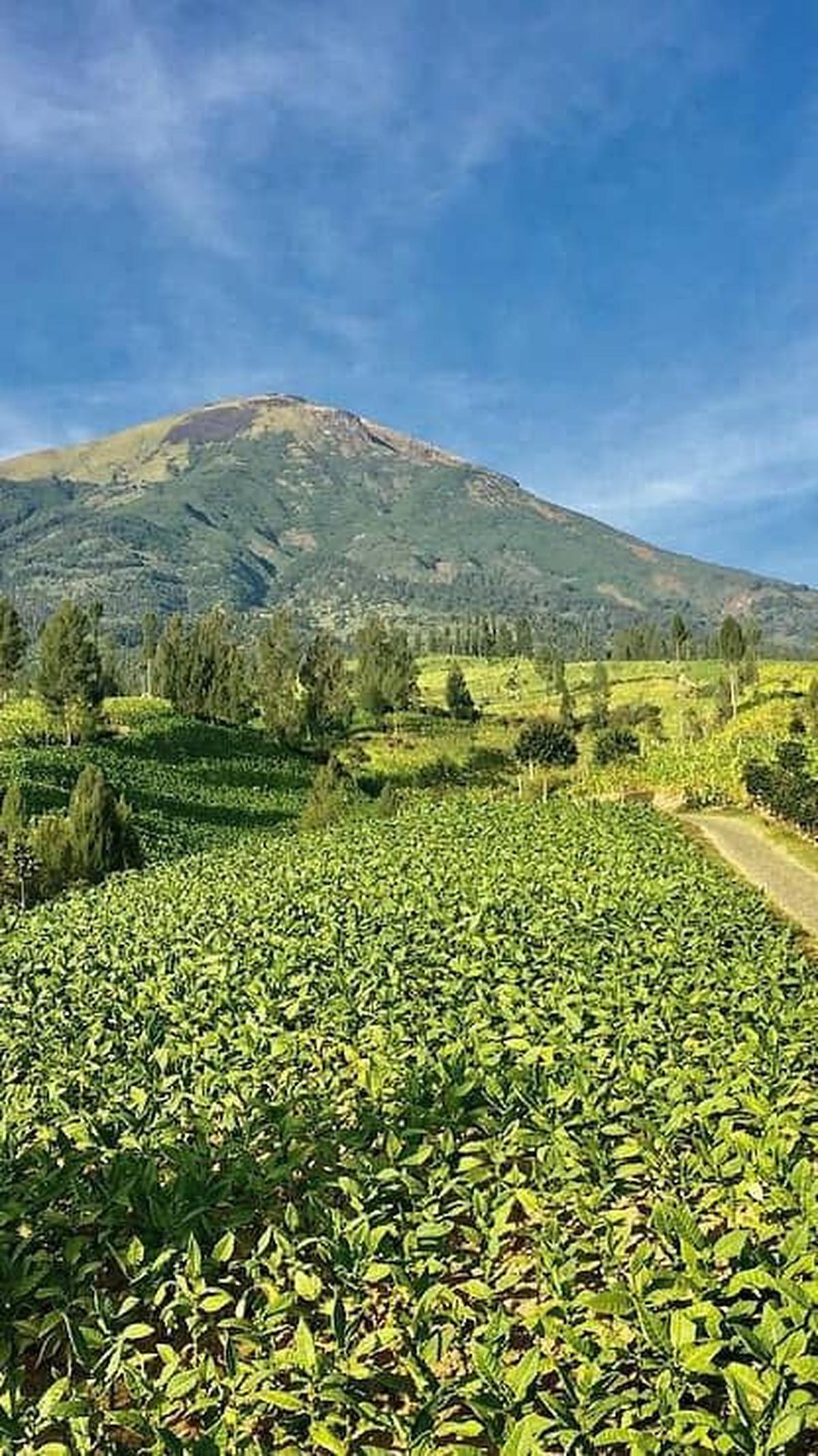 4. Alam Sewu