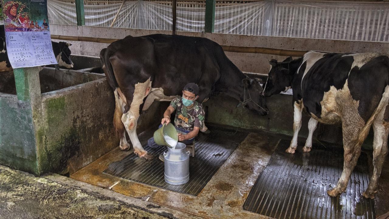 Klaster Susu Binaan BRI di Ponorogo
