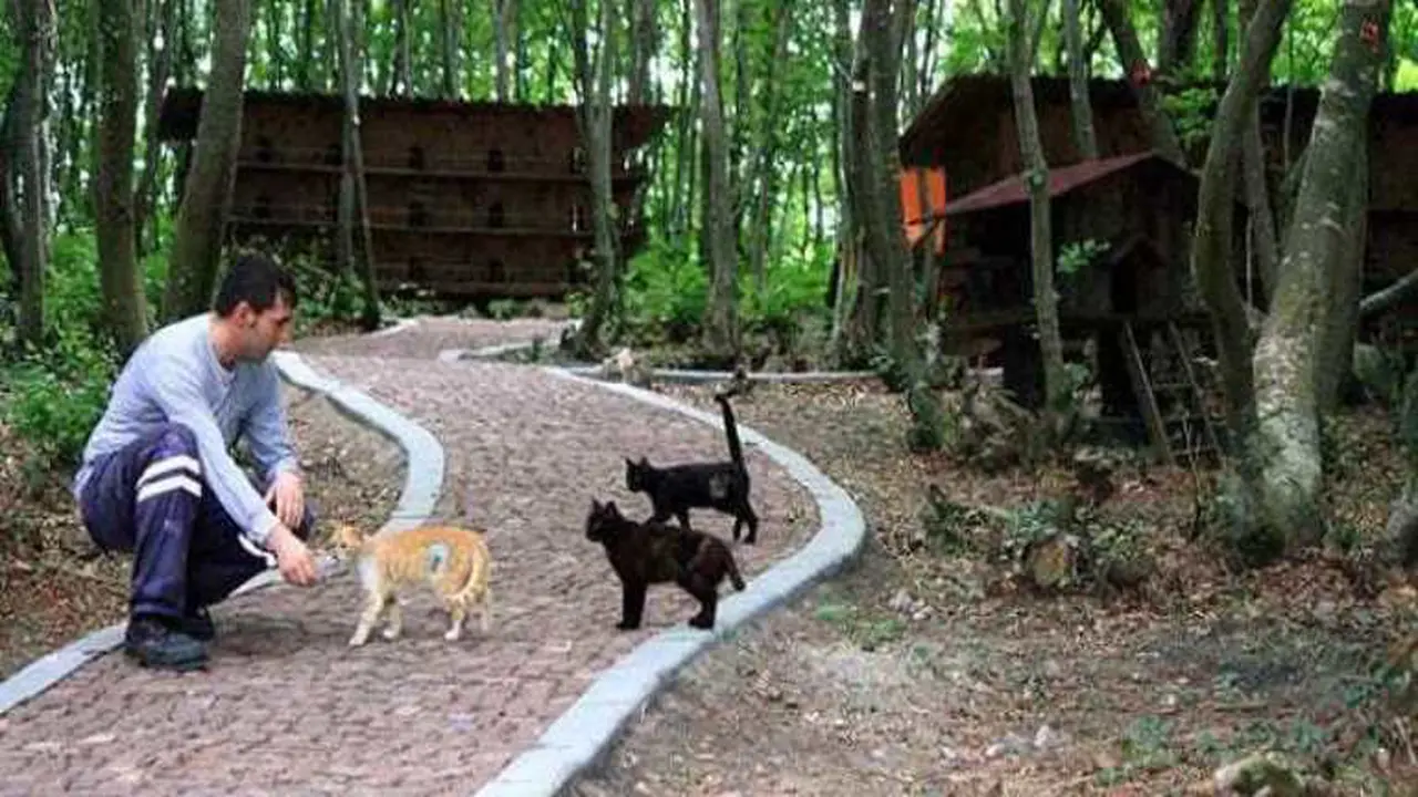 Kota Kecil Ini Surga Bagi Kucing-kucing yang Terlantar