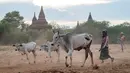 Foto yang diambil pada 8 Juli 2024 ini menunjukkan para penggembala berjalan bersama ternak melewati kuil-kuil di Bagan di Kawasan Mandalay tengah Myanmar. (Sai Aung MAIN / AFP)