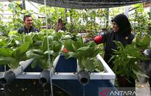 Inovasi Cerdas USK Aceh: Bagaimana Smart Feeder Akuaponik Dukung Ketahanan Pangan Kota?