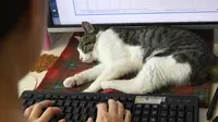 Keberadaan Hewan Peliharaan di Kantor Bisa Menghilangkan Stres?