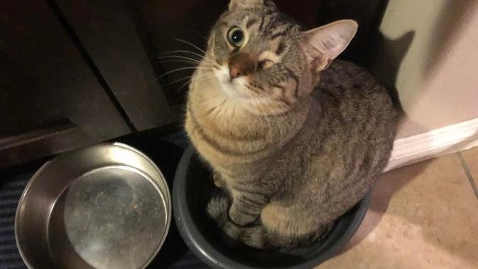 Kucing ini memberi kode bahwa isi mangkuknya habis (Sumber: Reddit/TheSnakeholeLounge)
