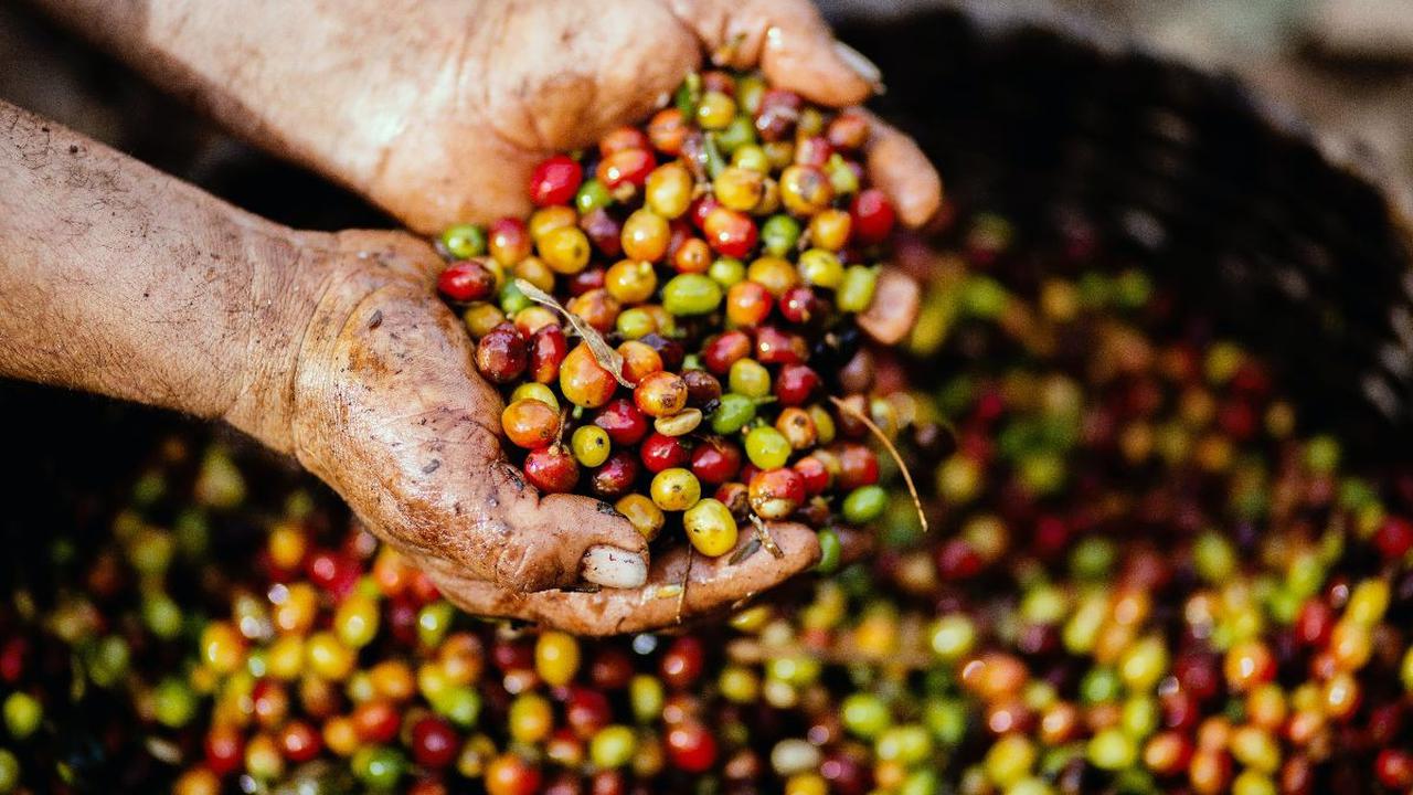 Para petani memilih buah ceri kopi yang merah secara keseluruhan, menandakan kematangan.