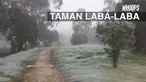 Sebuah taman di Australia seluruh permukaannya tertutup jaring laba-laba