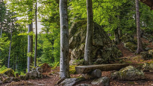 Kepribadian Jalanan Hutan