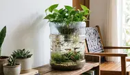7 Inspirasi Kolam Mini dari Galon Bekas untuk Ikan Guppy, Murah dan Estetik