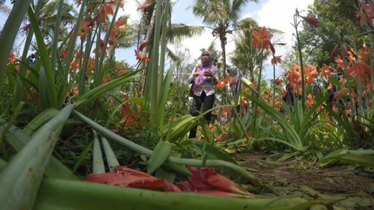 Ini kebun bunga Amarilis di Yogyakarta yang membuat heboh netizen