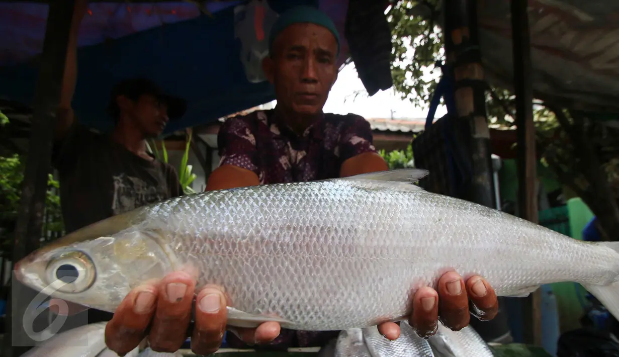 Pedagang memperlihatkan ikan bandeng di kawasan Rawabelong, Jakarta, Jumat (5/2/2016). Menjelang perayaan Imlek, para pedagang ikan bandeng mulai marak di Rawabelong. (Liputan6.com/Angga Yuniar)