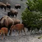 Bison di Yellowstone National Park, Wyoming pada 1 Juni 2011. (MARK RALSTON / AFP)