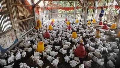 Cek Fakta: Tidak Benar Link Pendaftaran Bantuan Sapi, Ayam, Bebek, hingga Kambing