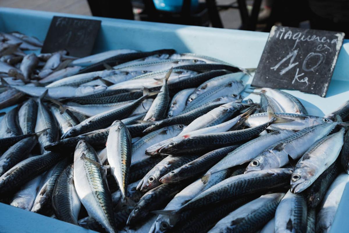 Ilustrasi Mackerel
