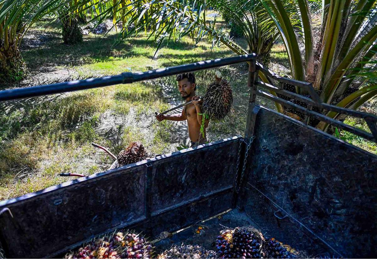 FOTO: Melihat Perkebunan Kelapa Sawit Rakyat Terbesar di Provinsi Aceh