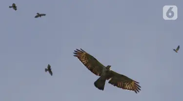 Sejumlah burung terbang bermigrasi setiap bulan Mei dan Oktober yang melintasi kawasan Puncak Bogor Jawa Barat, Sabtu (30/10/2021). Selama bermigrasi, burung membutuhkan tempat singgah untuk beristirahat dan mencari makan. (Liputan6.com/Fery Pradolo)