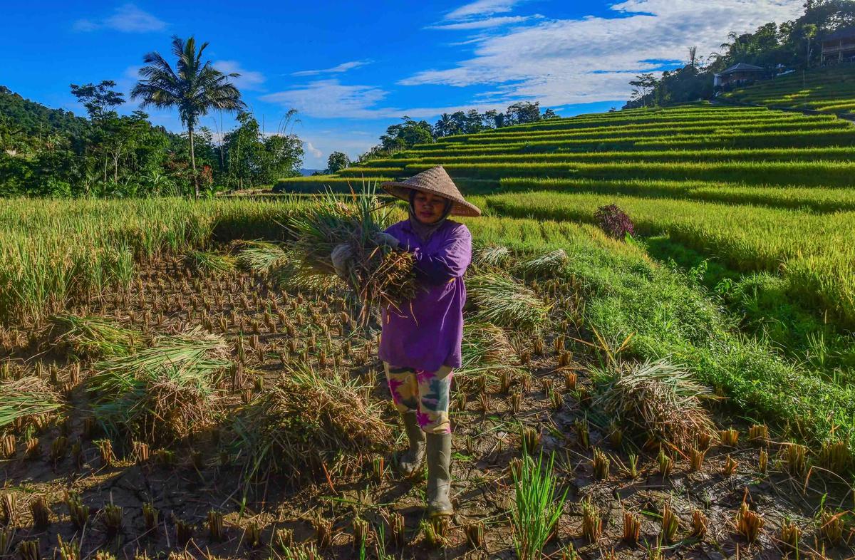 FOTO: Panen Padi di Terasering Cisalada