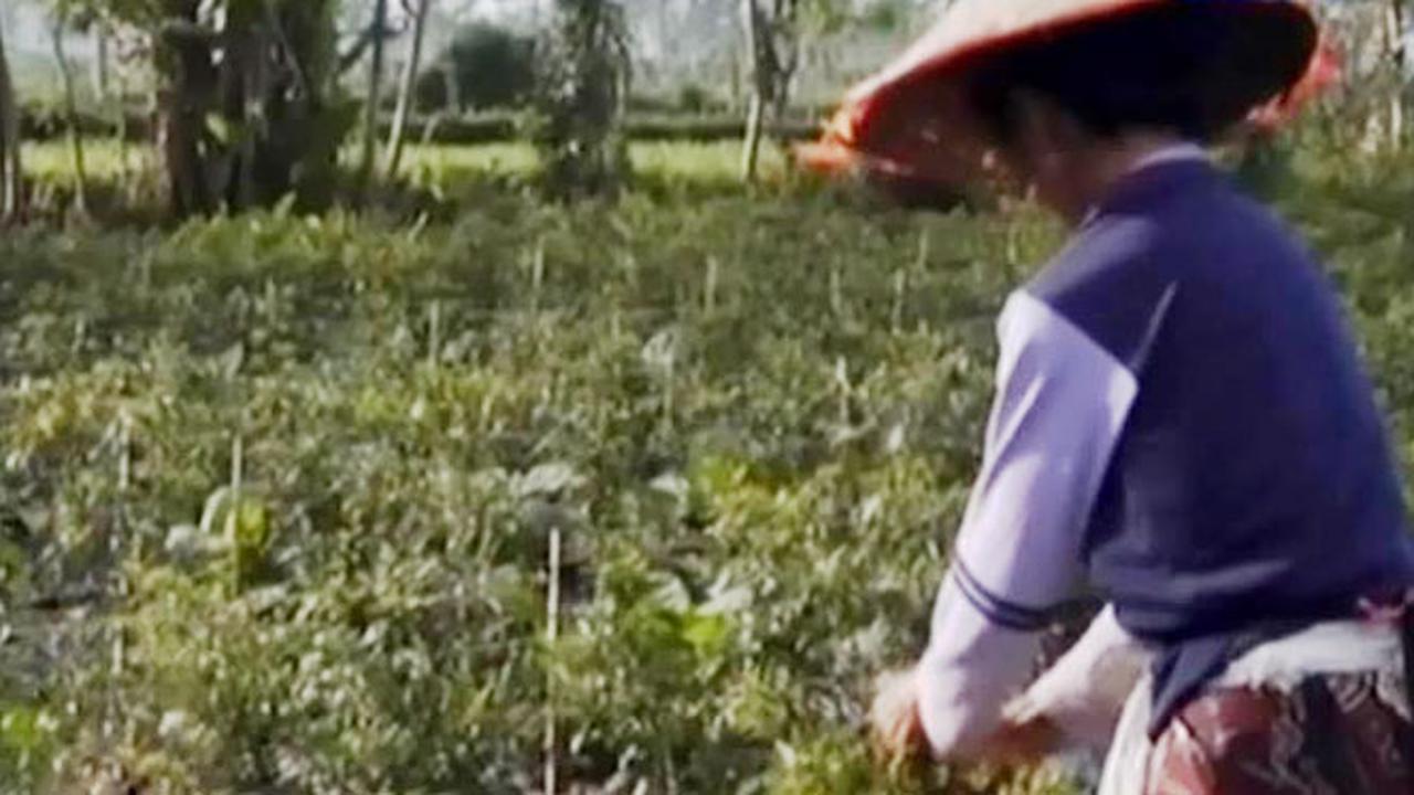 Akibat Hujan Pasir Gunung Raung, Petani Panen Lebih Awal