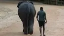 Seorang mahout atau penjaga gajah berjalan di samping gajah di Panti Asuhan Gajah Pinnawala di Pinnawala, Kolombo (11/8/2020). Hari Gajah Sedunia dirayakan setiap tahun pada 12 Agustus untuk menyebarkan kesadaran tentang pelestarian dan perlindungan gajah. (AFP/Lakruwan Wanniarachchi)