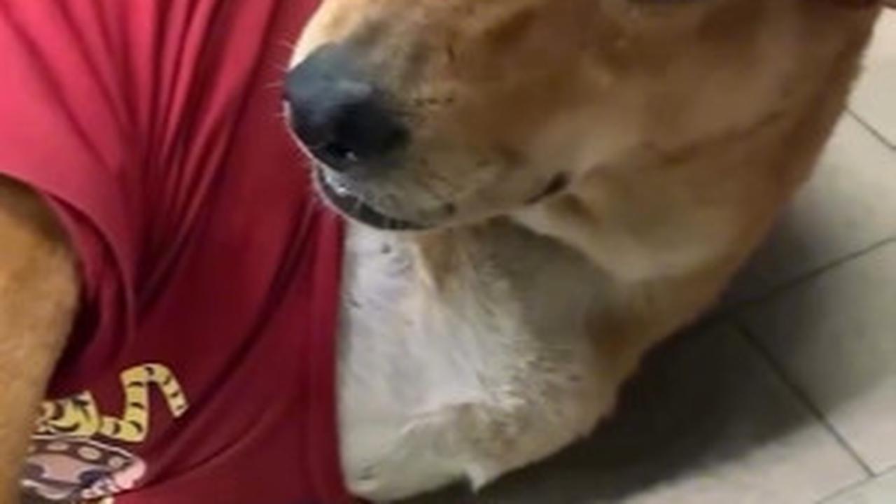 Anjing Moo Daeng Setia Tunggu Pemiliknya yang Telah Wafat di Depan Minimarket, Mirip Hachiko Jepang