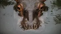 Fatima, seekor bayi kuda nil berumur dua setengah tahun beristirahat di sebuah kolam di Kebun Binatang Masaya, Nikaragua (6/9/2019). Fatima yang tiba minggu ini merupakan kuda nil pertama di kebun binatang nasional Nikaragua. (AFP Photo/Inti Ocon)