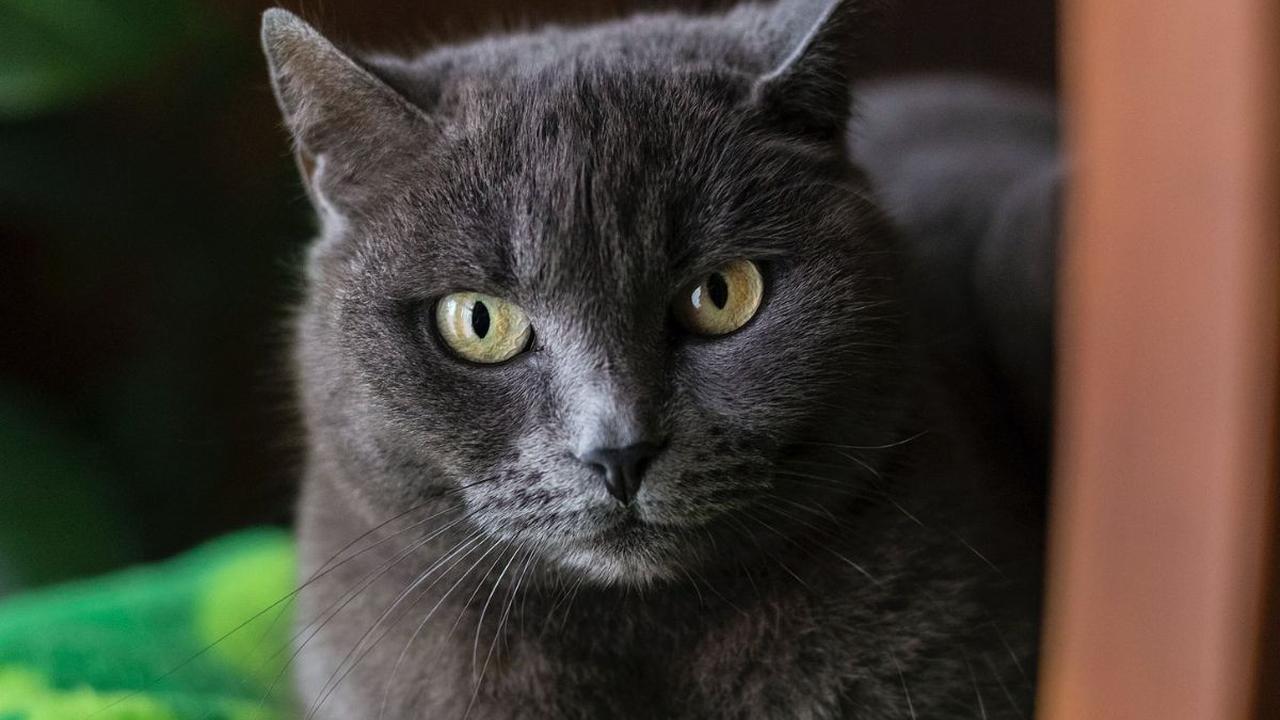 Kucing memang salah satu hewan peliharaan favorit banyak orang. Selain tingkahnya yang lucu, wajahnya yang menggemaskan membuat siapapun akan merasa suka.