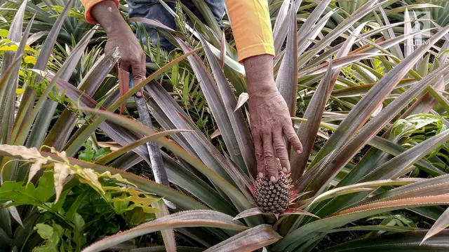 Cara Merangsang Nanas Madu Dalam Pot Cepat Berbuah