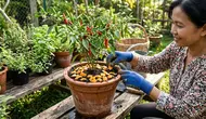 9 Cara Mengusir Semut dari Pot Cabai Tanpa Merusak Tanaman, Ampuh dengan Bahan Alami