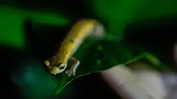 Seekor salamander Mombacho bersiap untuk berpindah tempat di Mombacho Volcano Natural Reserve di Granada, Nikaragua (18/3). Salamander Mombacho adalah hewan endemik Nikaragua yang terancam punah. (AFP/Inti Ocon)