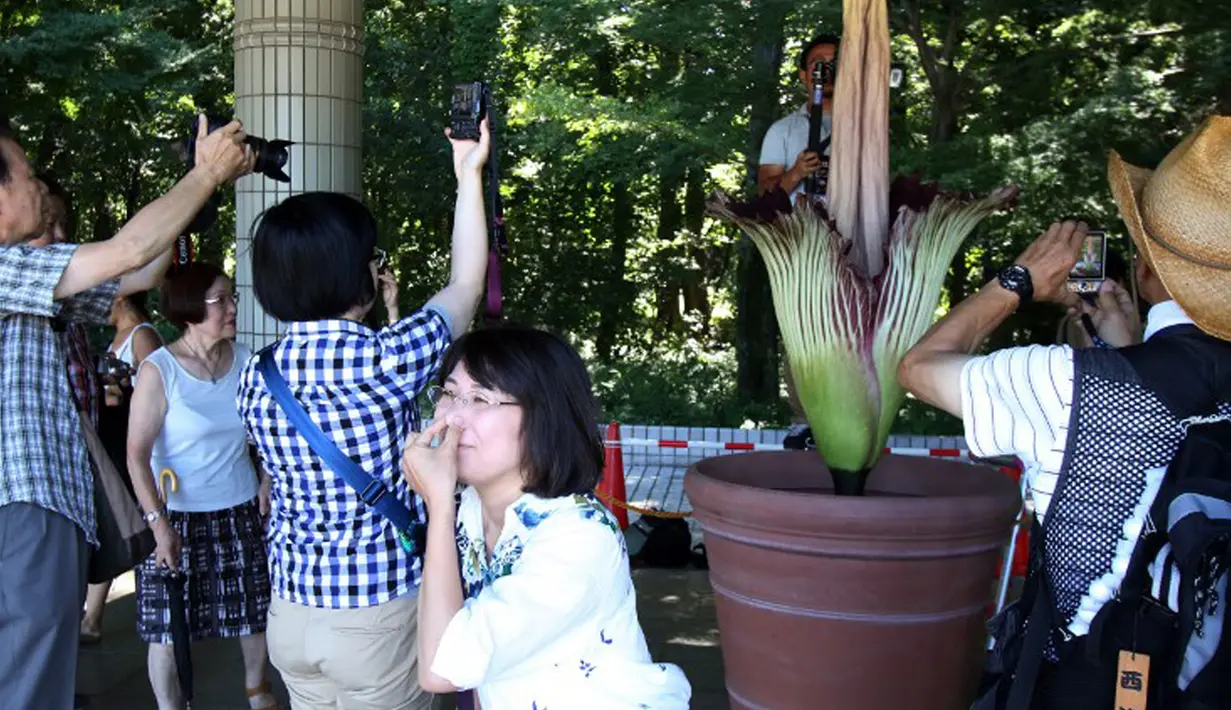 Reaksi seorang wanita terhadap bau bunga Bangkai dari Bengkulu yang mekar di kebun raya Jindai, Tokyo, Jepang, Rabu (22/7/2015). Ratusan orang antre berfoto dan melihat bunga yang hanya sekali mekar antara 5-7 tahun tersebut. (AFP PHOTO/Yoshikazu TSUNO)