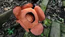 Penampakan bunga Rafflesia Patma yang mekar di Kebun Raya Bogor, Jawa Barat, Minggu (15/9/2019). Kondisi Rafflesia Patma tersebut tidak tumbuh sempurna disebabkan faktor cuaca. (merdeka.com/Arie Basuki)