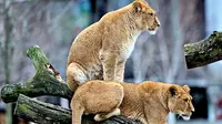 Singa termasuk salah satu jenis hewan yang dilindungi karena terancam punah, tapi kebun binatang ini malah membunuh seekor singa muda.