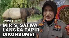 Jadi Sorotan! Tapir, Satwa Langka Namun Diburu dan Dimasak Warga