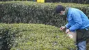 Pekerja memetik daun teh di sebuah pabrik teh di Chongqing, China, Minggu (23/2/2020). Melalui peningkatan upaya pengendalian epidemi virus corona atau COVID-19, pabrik teh di China mulai melanjutkan kegiatan produksi pada awal musim semi ketika pucuk daun teh mulai terlihat. (Xinhua/Liu Chan)