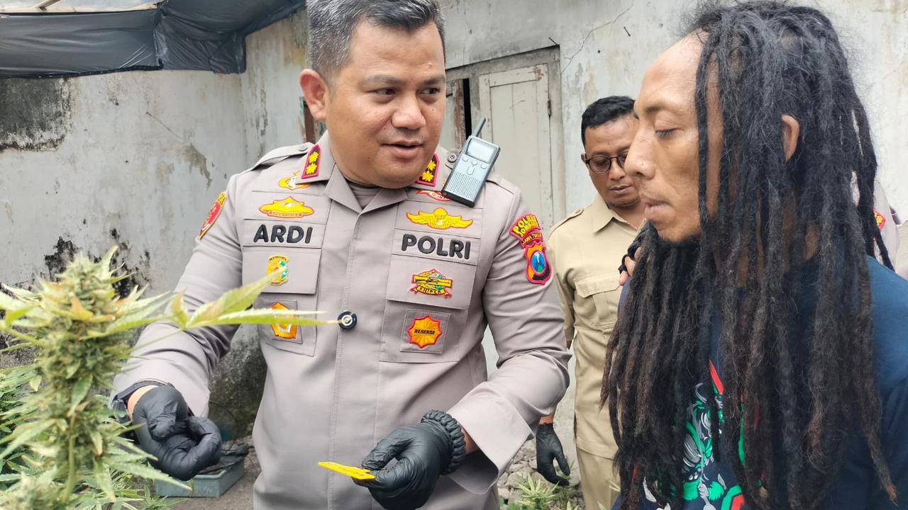 Polisi Gerebek Rumah Kontrakan di Jombang Disulap Jadi Kebun Ganja