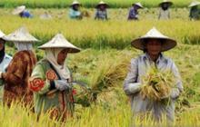 Petani Kecil Harus Jadi Prioritas Investasi Sektor Swasta untuk Stabilkan Rantai Pasok Pangan Global