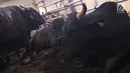 Sapi wagyu yang dijual di Mall Hewan Qurban H. Doni, Depok, Jawa Barat, Senin (7/8). Sapi asal Jepang tersebut turut meramaikan penjualan hewan kurban di Depok yang dijual berkisar Rp75 juta hingga Rp200 juta. (Liputan6.com/Immanuel Antonius)